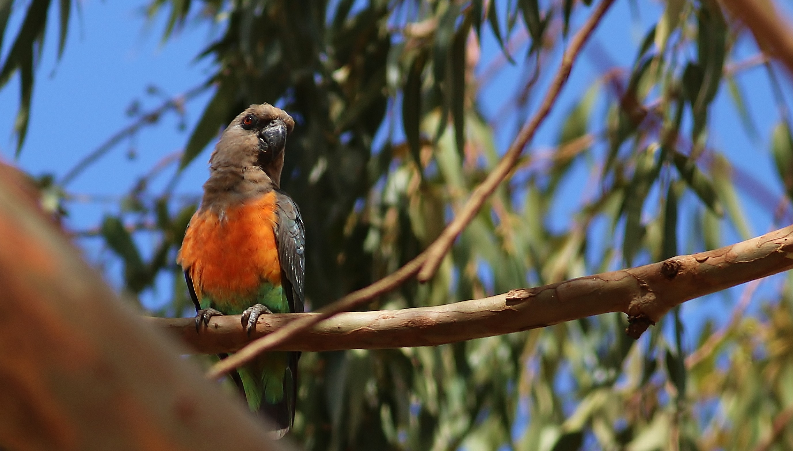 Red-bellied Parrot